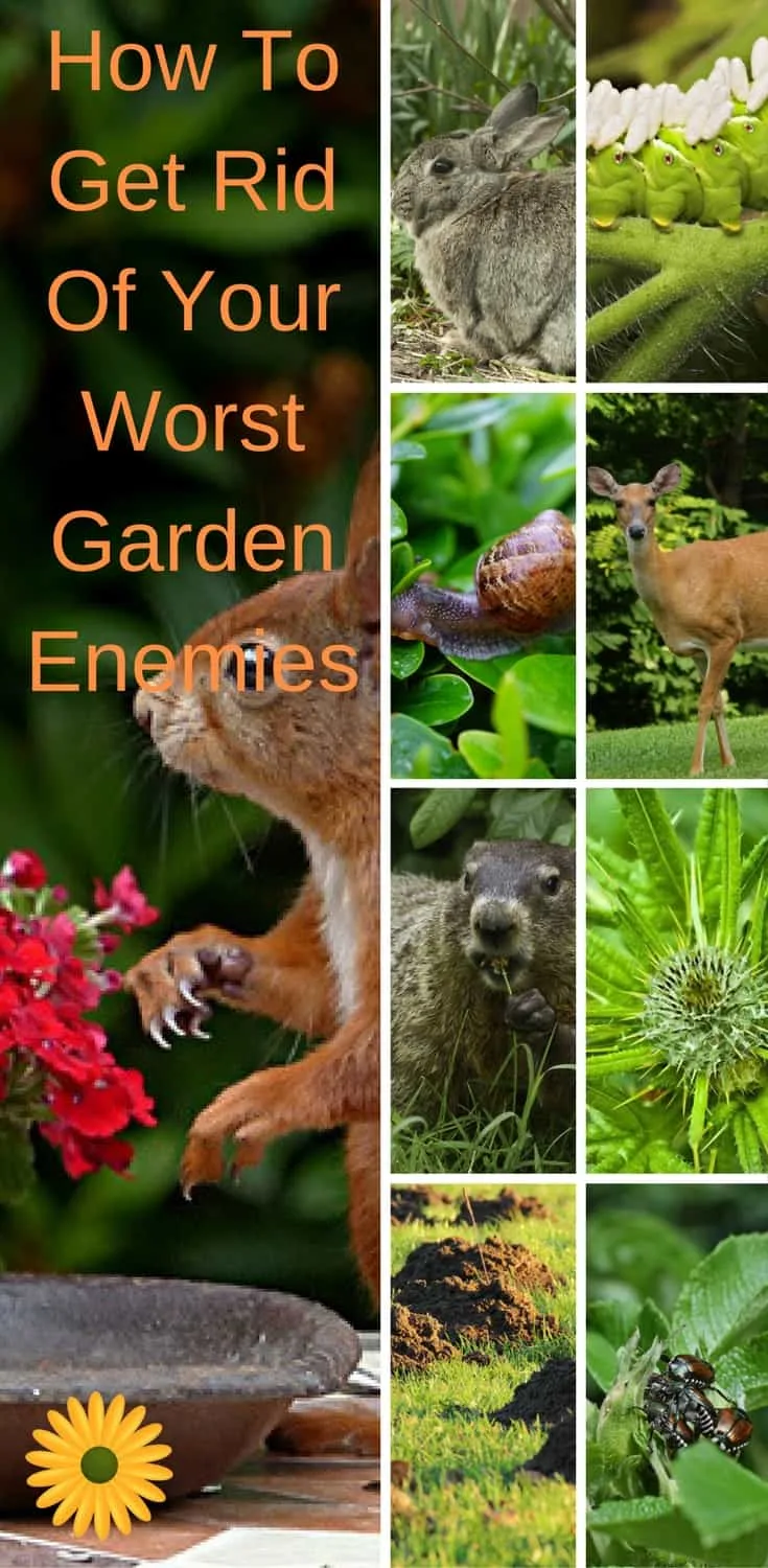 How to get rid of your worst garden ememies