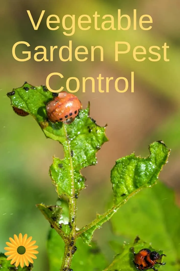 Vegetable Garden Pest Control