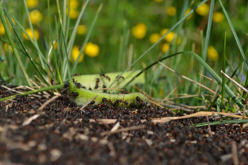 ants invasion in the garden