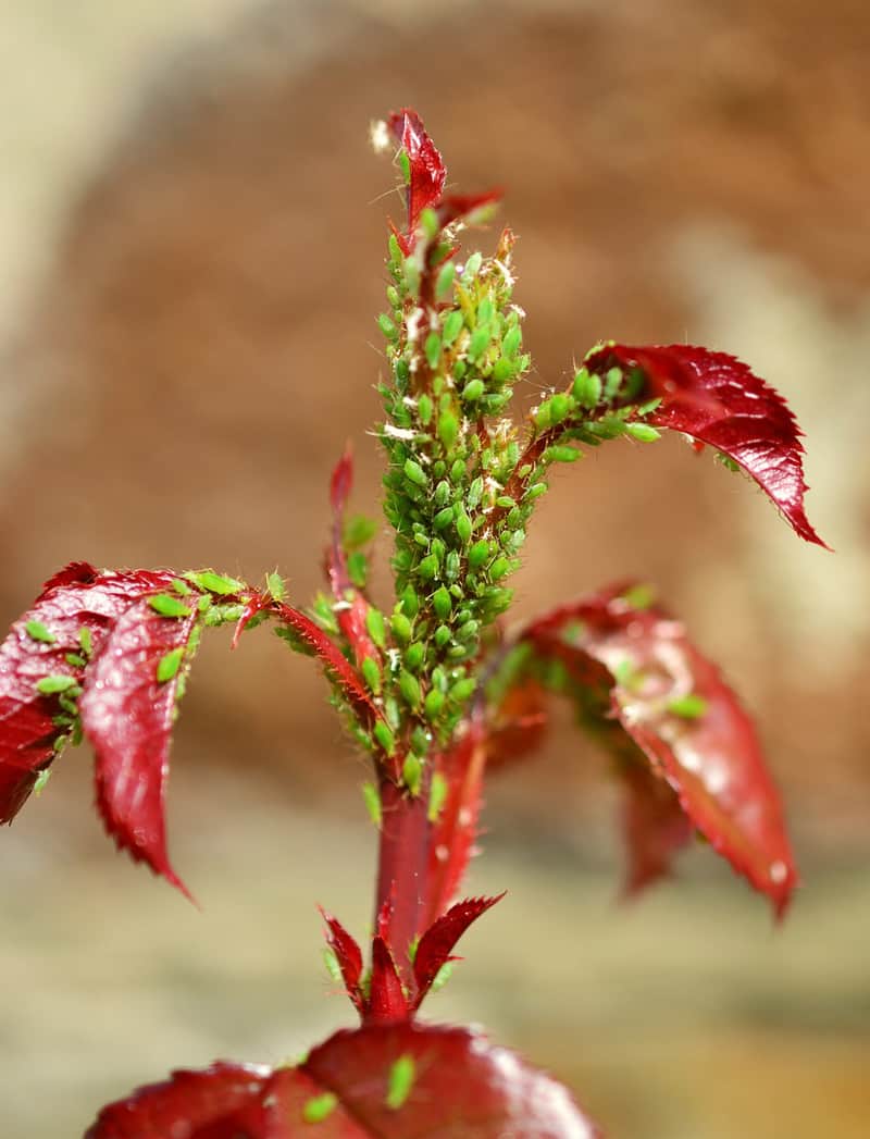 New rose growth attacked by aphids