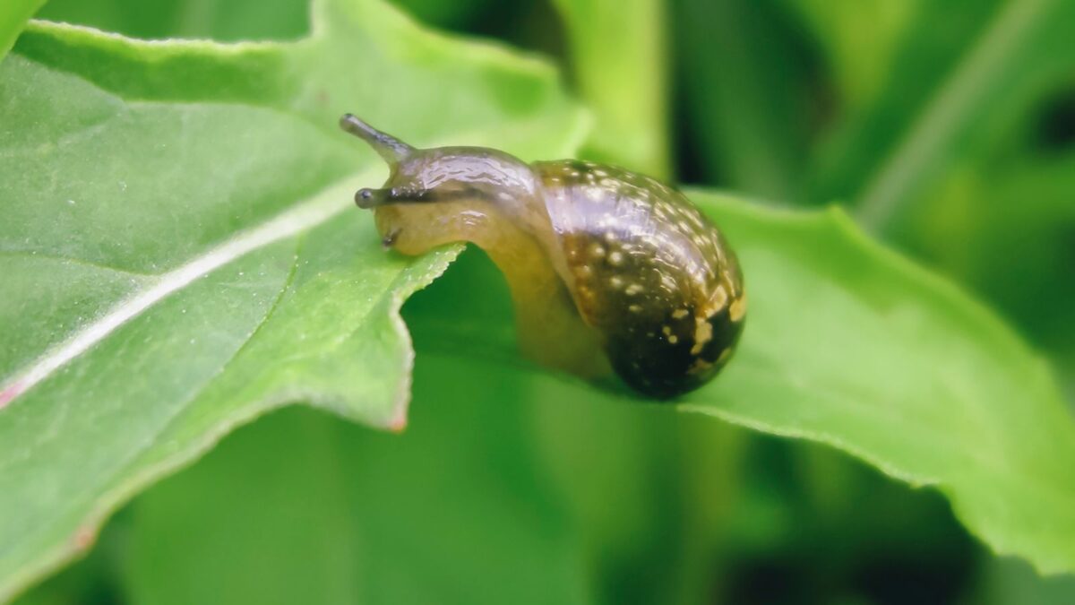 Baby garden snail.