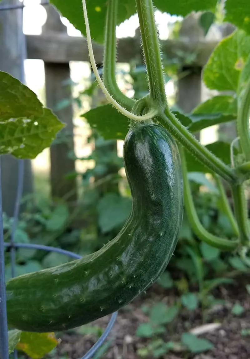 Cucumber on vine, ready to pick