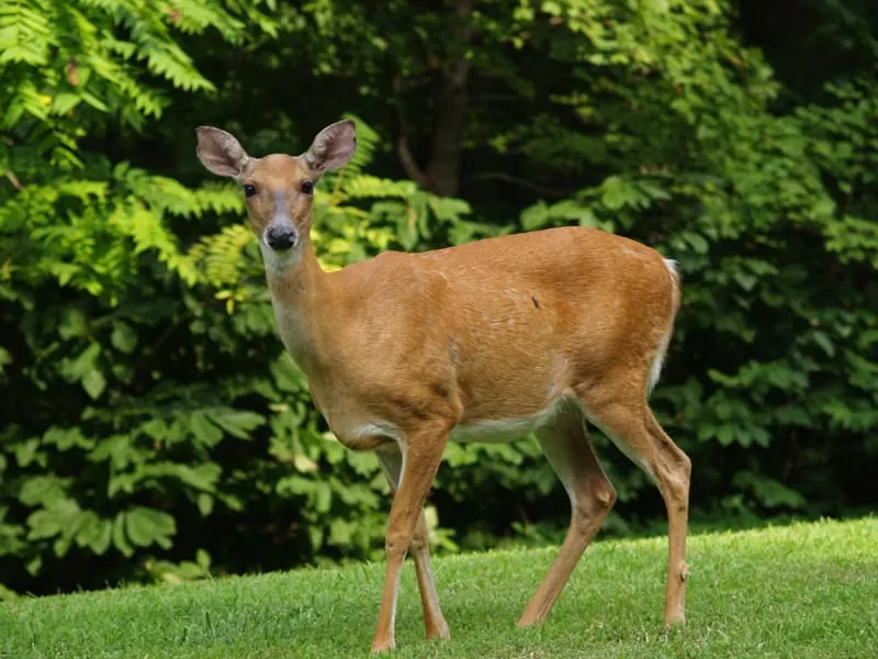 A deer standing on a lush green field