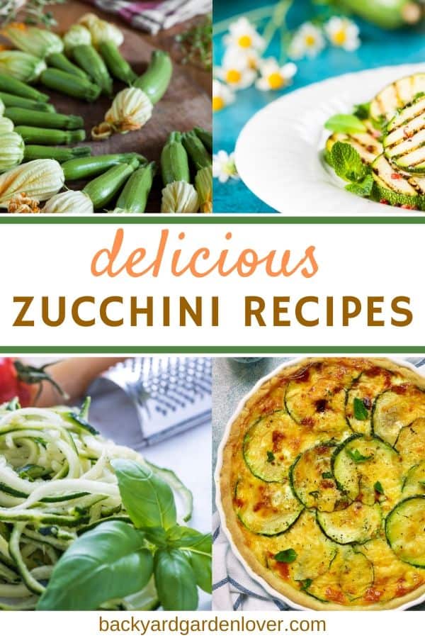 Delicious zucchini recipes