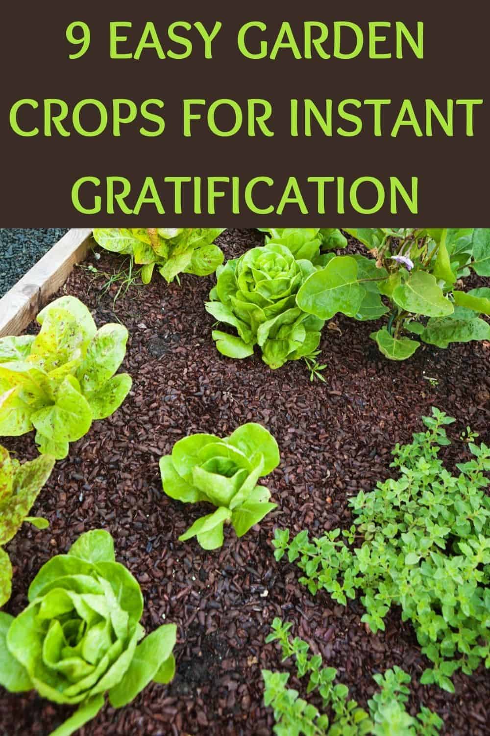 9 easy garden crops for instant gratification