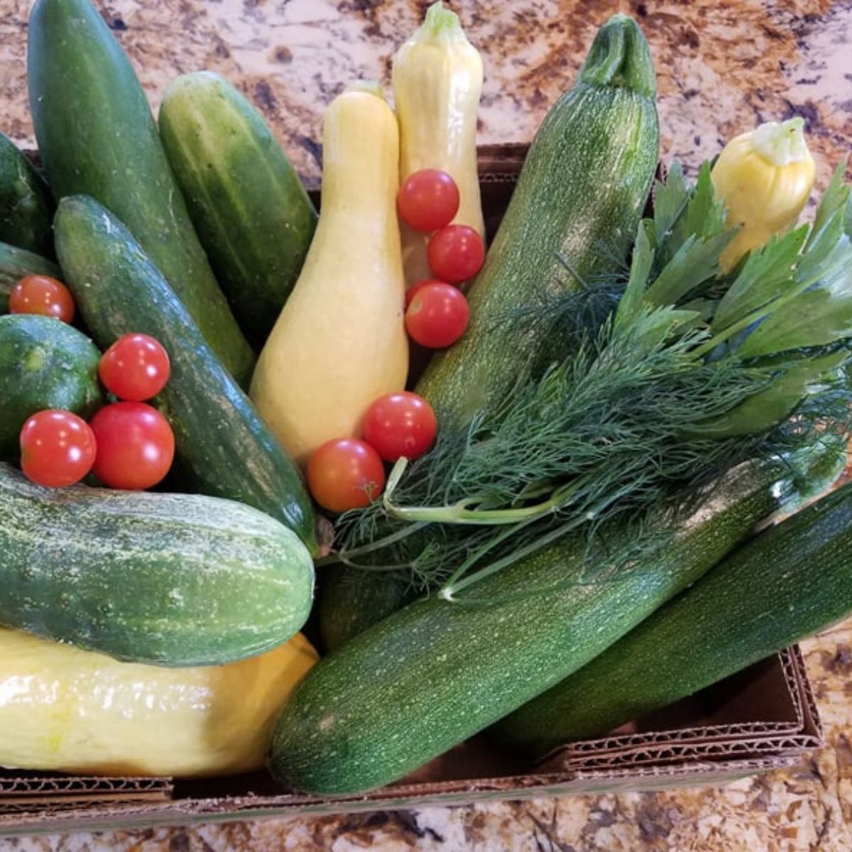 a box of freshly picked vegetables: zucchini, cucumbers, tomatoes and dill.