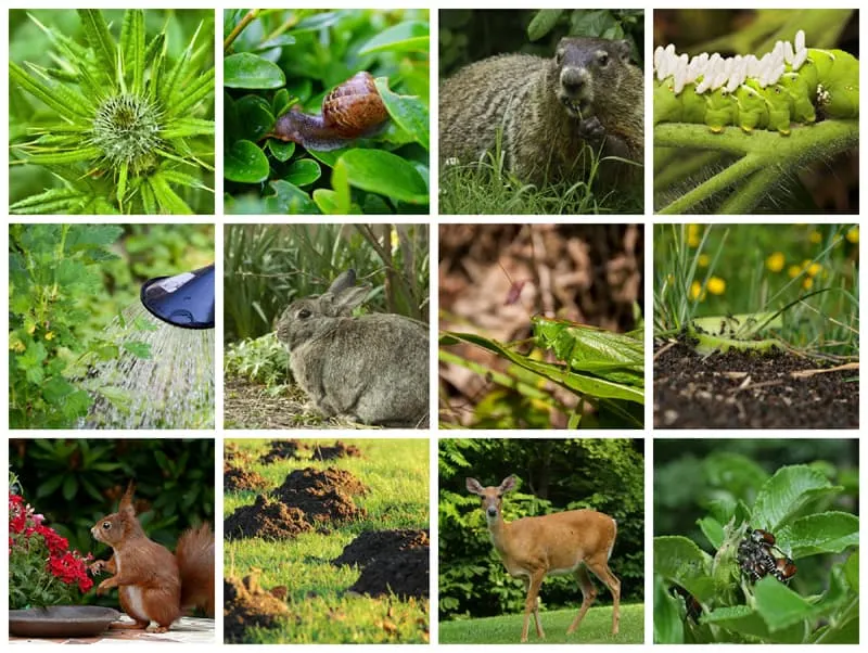 Collage of garden enemies: weeds, slugs, hornworms, rabbits, deer and more. 
