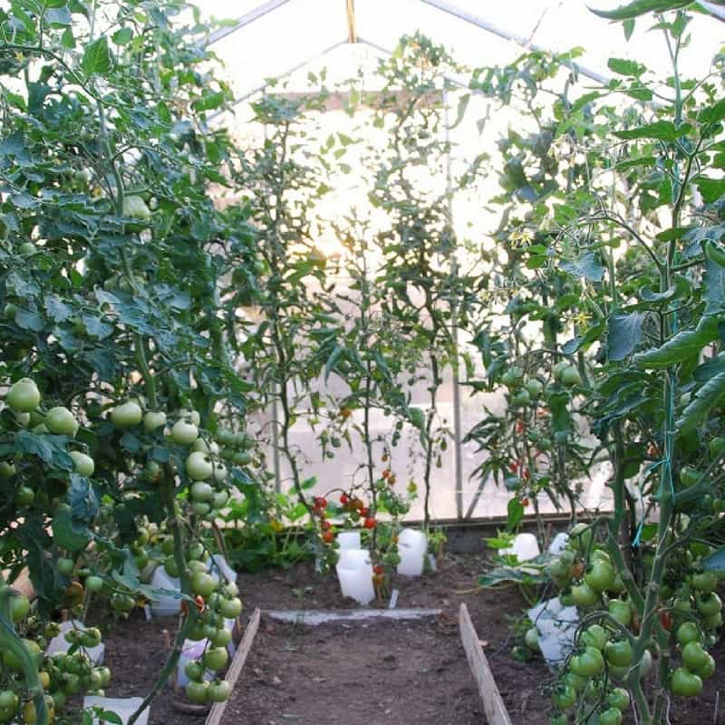 Tomatoes growing in the greenhouse