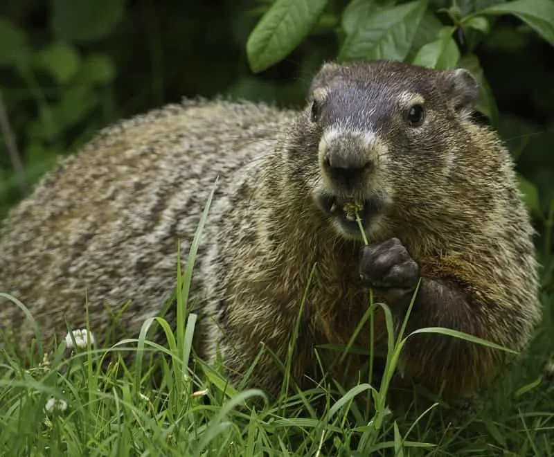 Groundhog eating grass