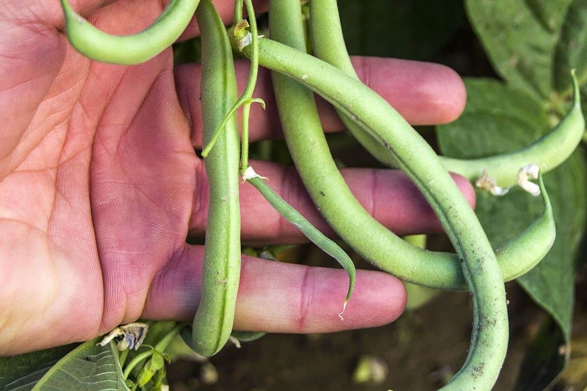 a handful of green beans