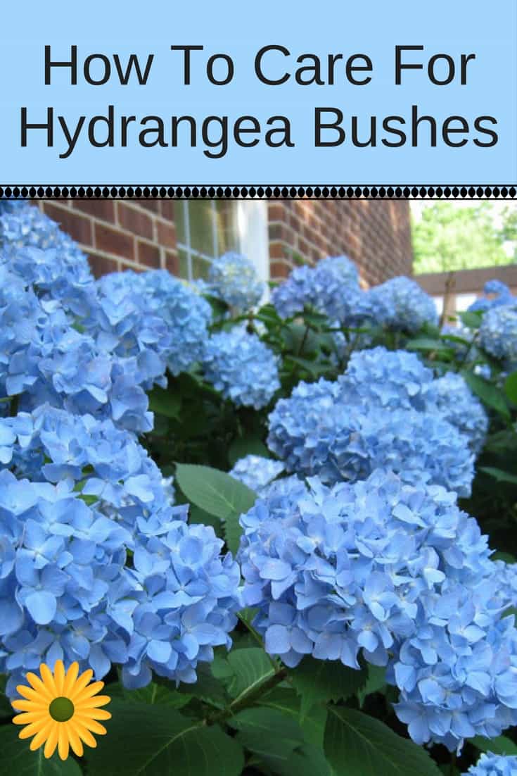 top 28 how do you care for bushes how to grow raspberries from seeds plant instructions top 28 how do you care for bushes how to grow raspberries from seeds plant instructions