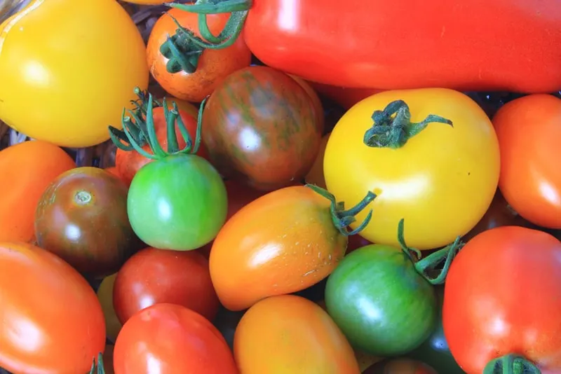 different types of tomatoes in a nice, colorful pile