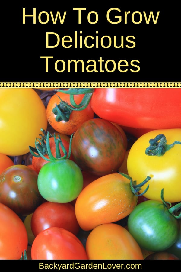 How to grow tomatoes