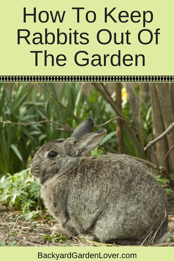 How To Keep Rabbits Out Of The Garden 9 Easy Ways