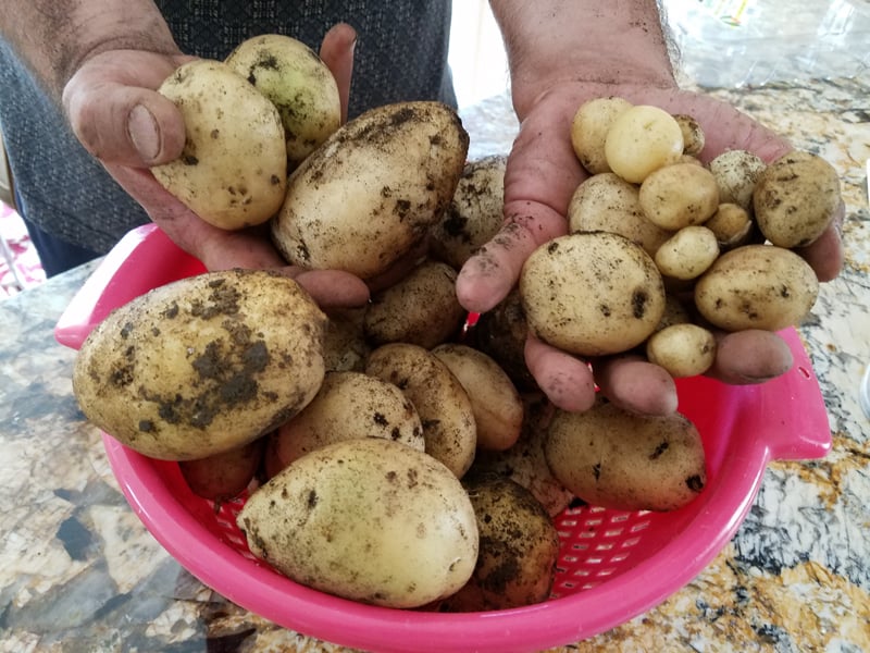 This year's first harvest of homegrown potatoes