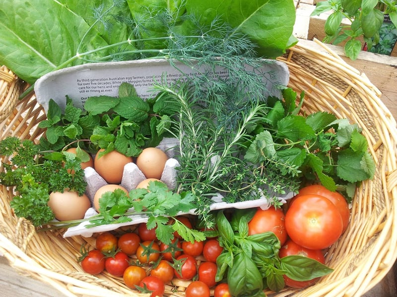 July vegetables harvest