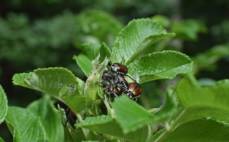 japanese beetles eating rosebuds