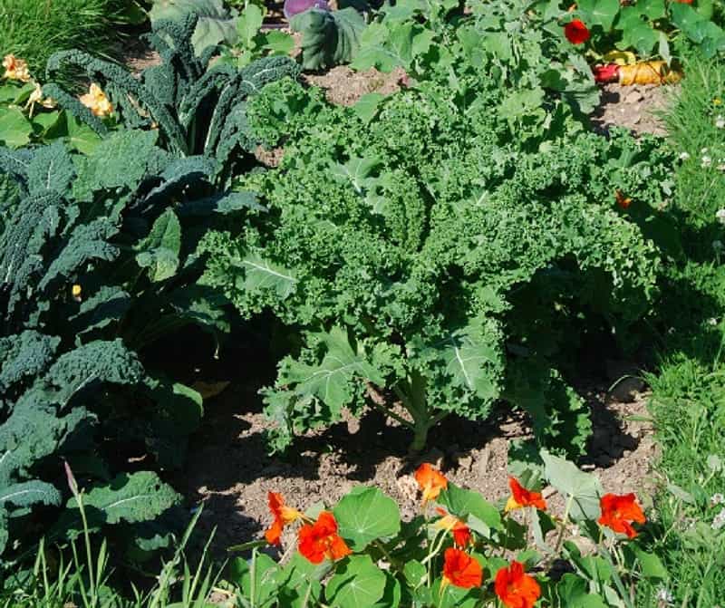 Delicious kale plants ready for harvest and a few nasturtium flowers