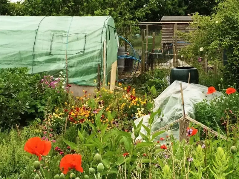 Large vegetable garden with flowers and a greenhouse 