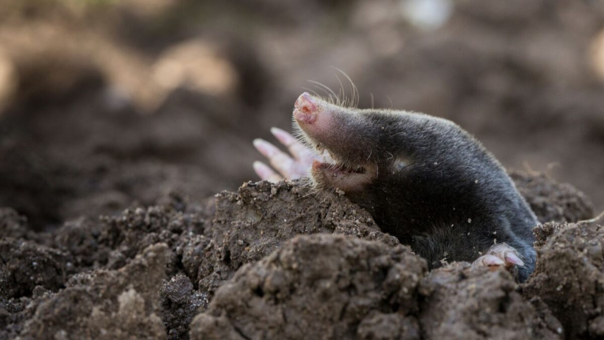 a mole peeking from the ground. 