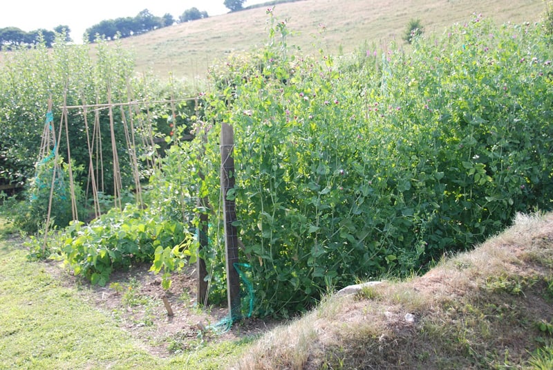 Peas and beans growing in the garden