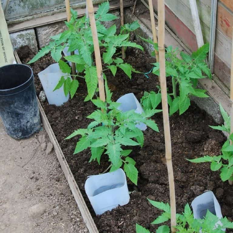 How To Grow Tomatoes Tips For An Abundant Harvest