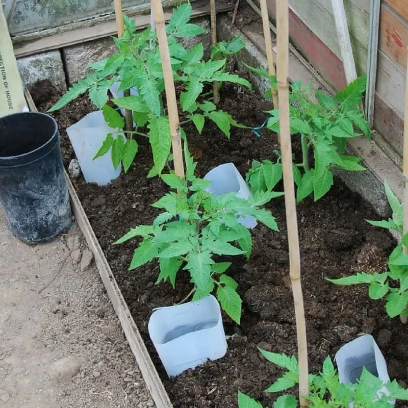 Tomatoes planted outside and inverted milk bottles with the bottom cut off to help water and provide a cane for support