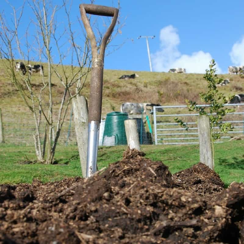 Preparing the tomato garden bed by adding some manure