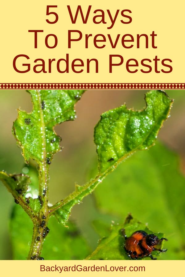 5 ways to prevent garden pests