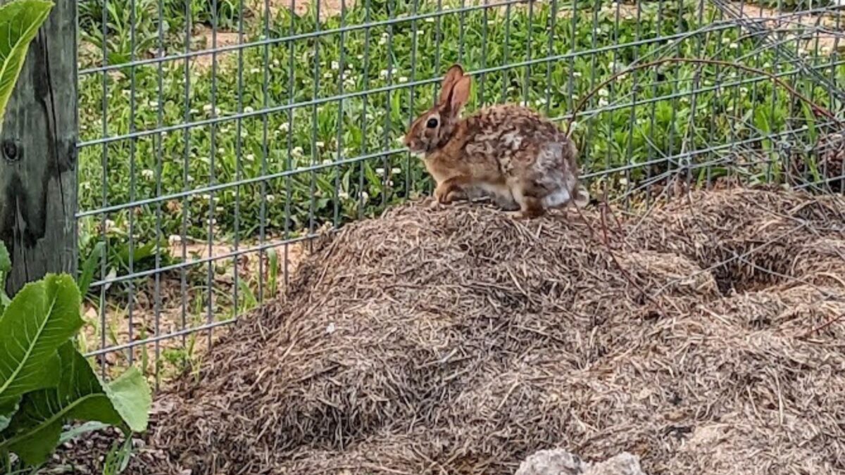 Cute rabbit by my garden fence.