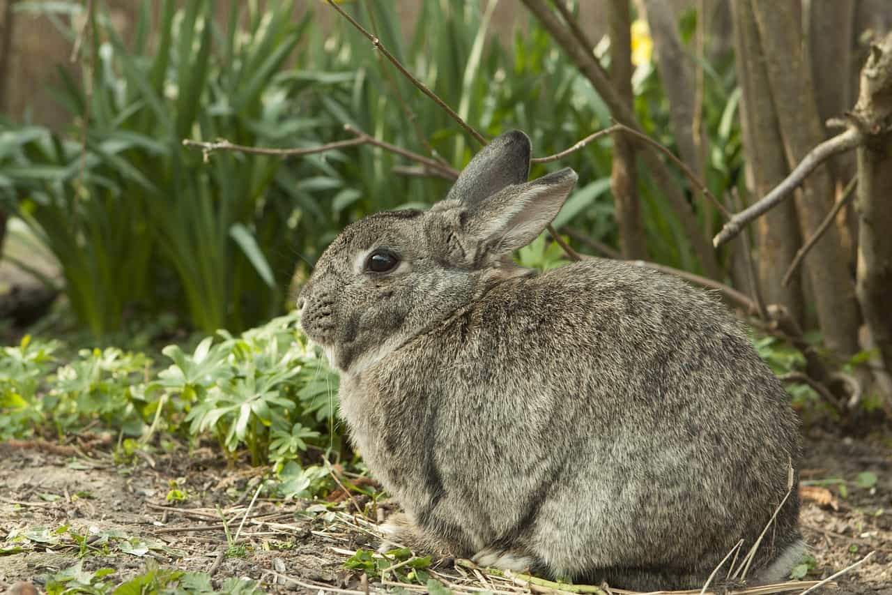 Cute rabbit in the garden: here you'll learn how to keep rabbits away from the garden