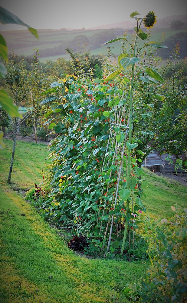 Beautiful runner beans in August