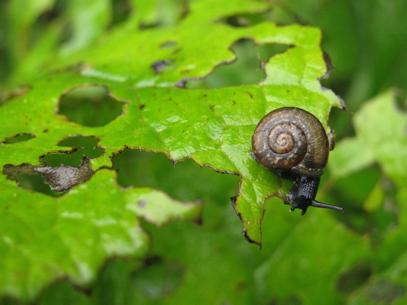 Snail on leaf.