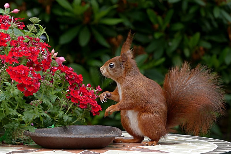 A squirrel on a table next to a bush with red flowers