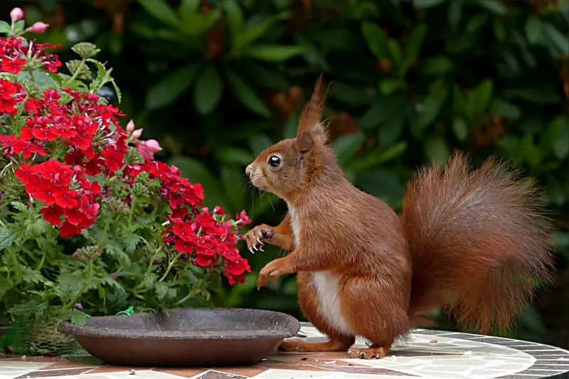 A squirrel on a table next to a bush with red flowers