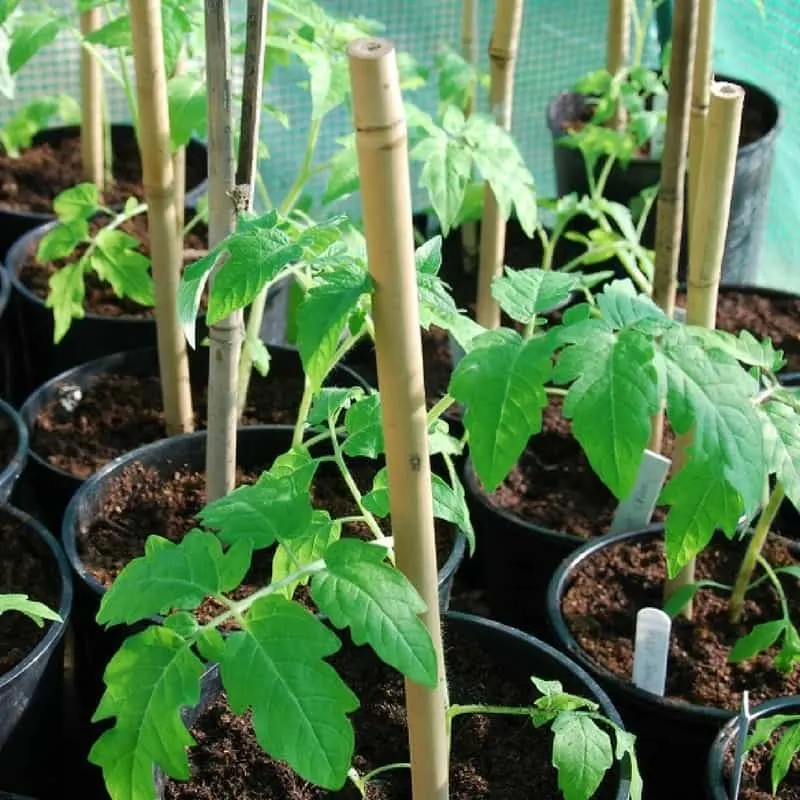 As seedlings grow bury their stems deep in compost to help root growth and provide a support for the tomato plant