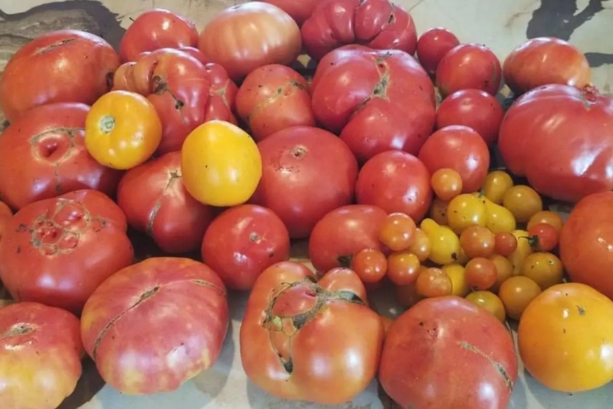 tomato harvest: red, orange, and yellow tomatoes