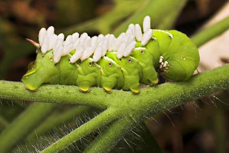 A close up of a tomato hornworm attacked by a parasitic wasps