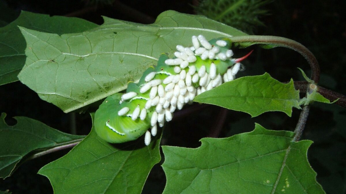 tomato hornworm infested with white wasp eggs.
