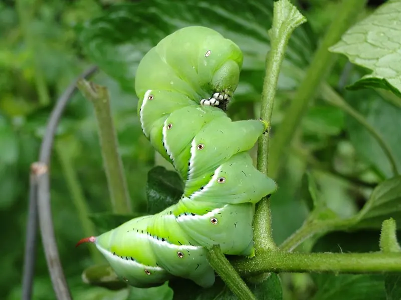 A close up of a tomato hornworm