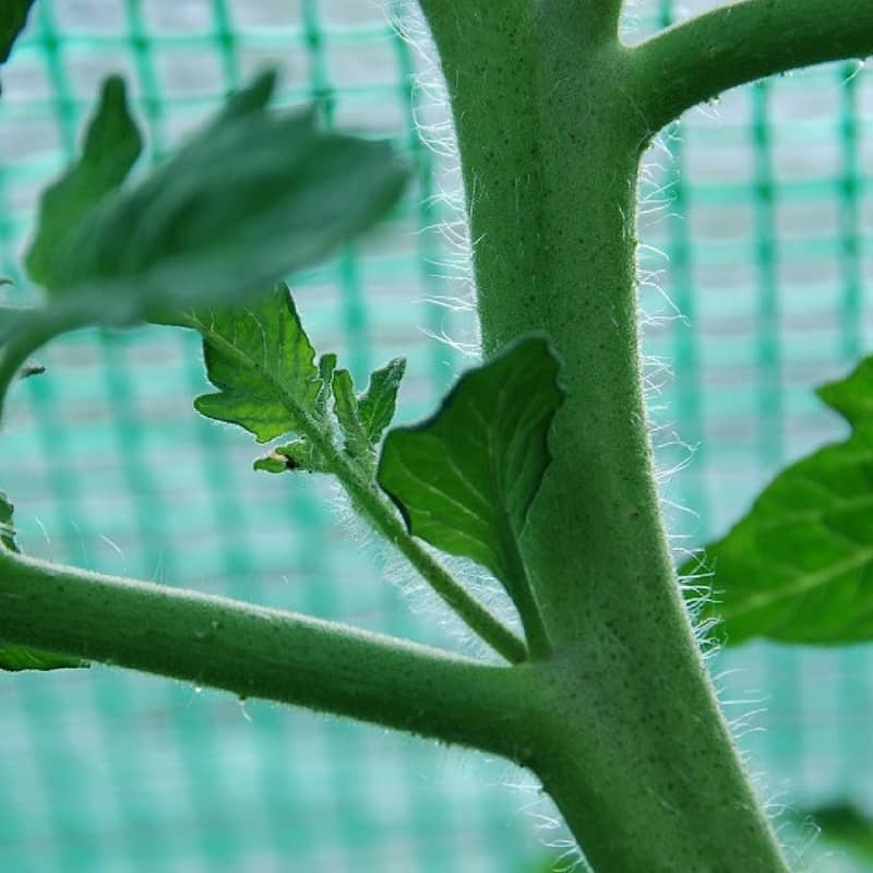 suckers growing between the stem and the leaf branches of a tomato plant