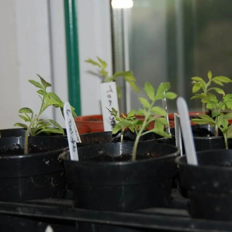 Grow young seedlings in a warm sunny location