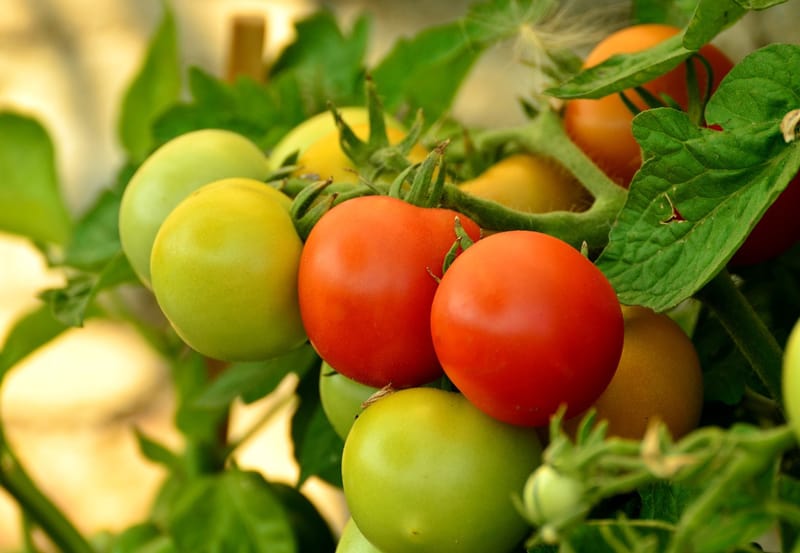 Delicious tomatoes on the vine, ready to harvest.