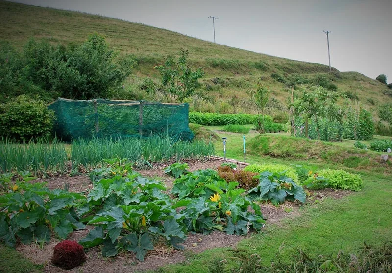 Thriving vegetable garden ready to harvest