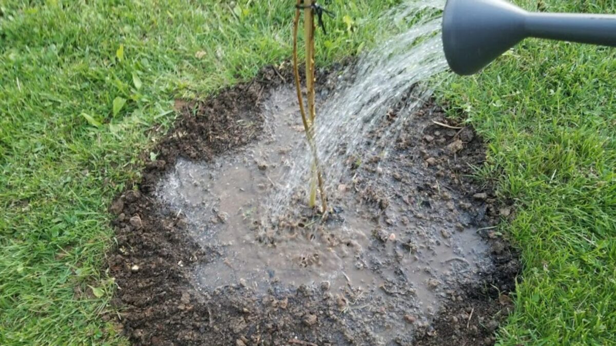 water hose, watering a freshly planted tree. 