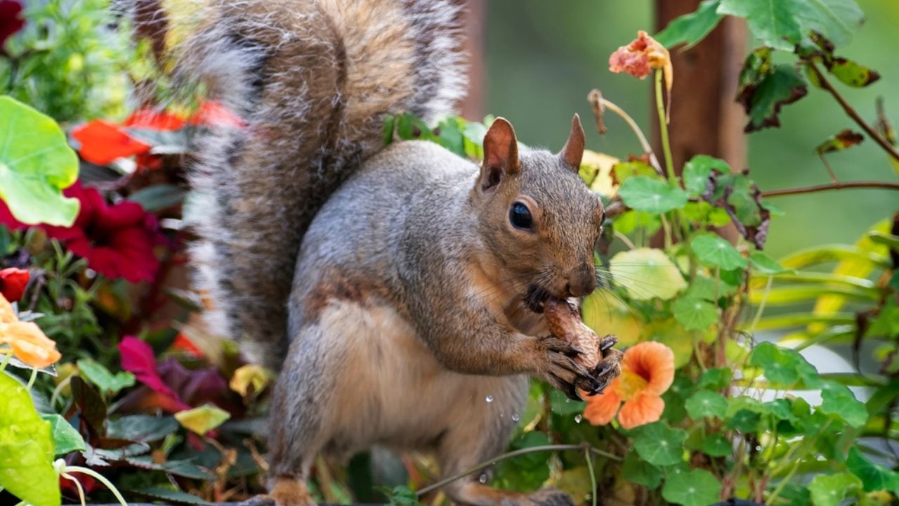 A Gray Squirrel arrives at the garden bird bath