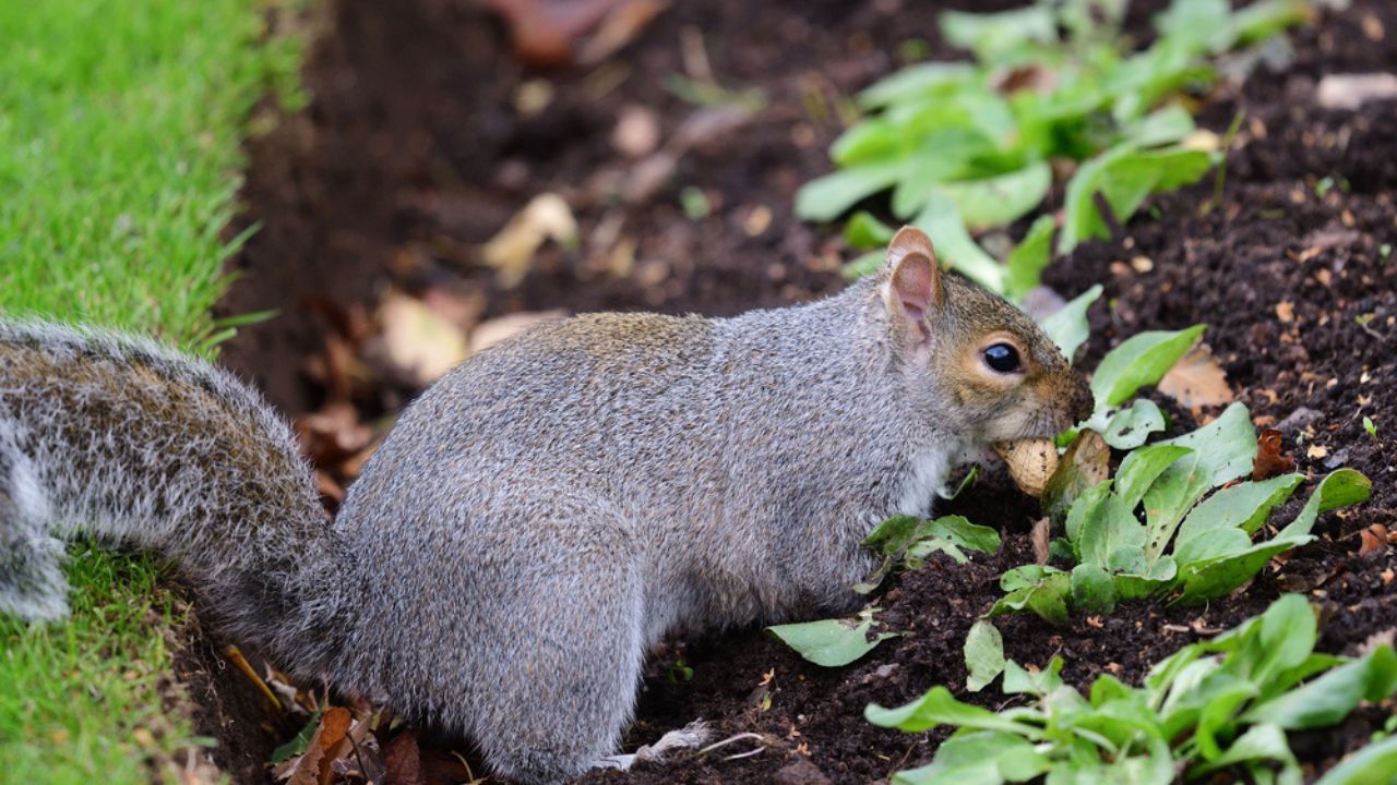 Close up of a grey squirrel (sciurus carolinensis) looking to bury a nut in a flower bed
