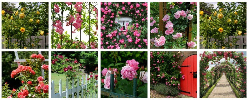 Front Yard Rose Garden