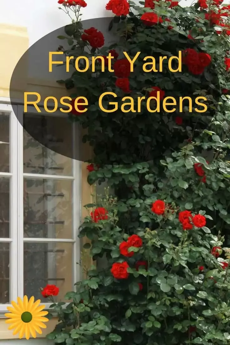 Ever dreamed of starting your very own rose garden? Here's how!