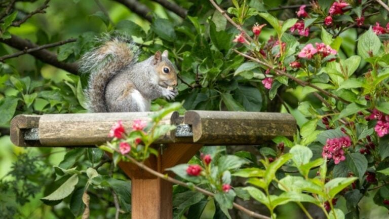 Grey squirrel eating peanut on tall wooden bird feeder with red flower bush and apple tree in background